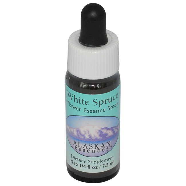 ホワイトスプルース[White Spruce]