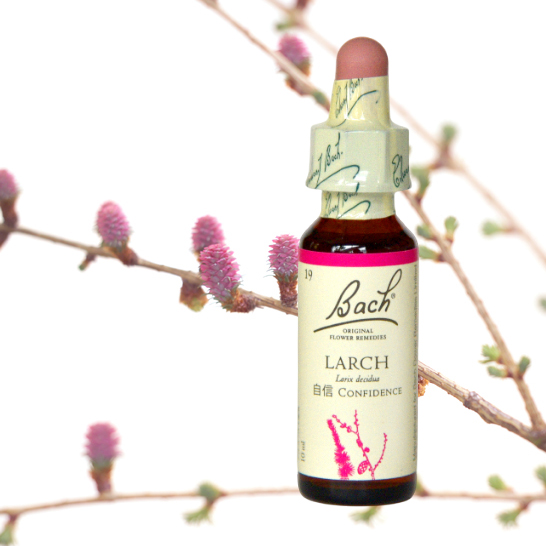 ラーチ[Larch]