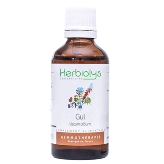 セイヨウヤドリギ[Gui]