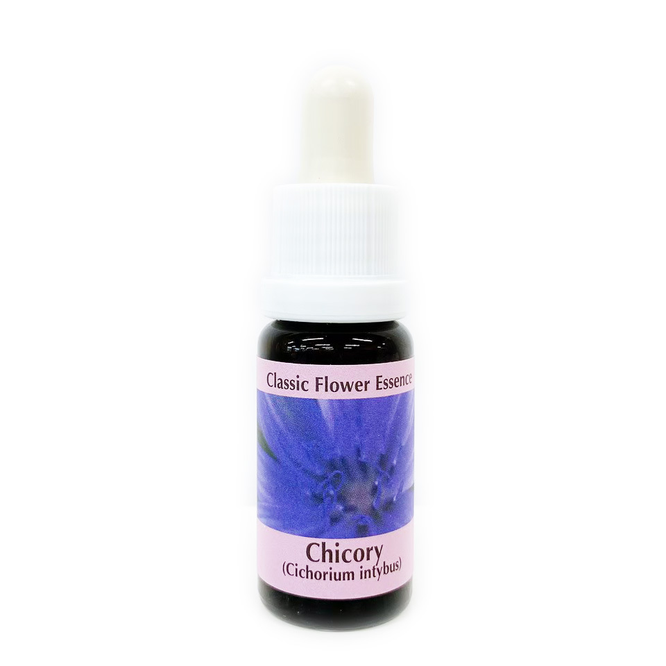 チコリー[Chicory]#8