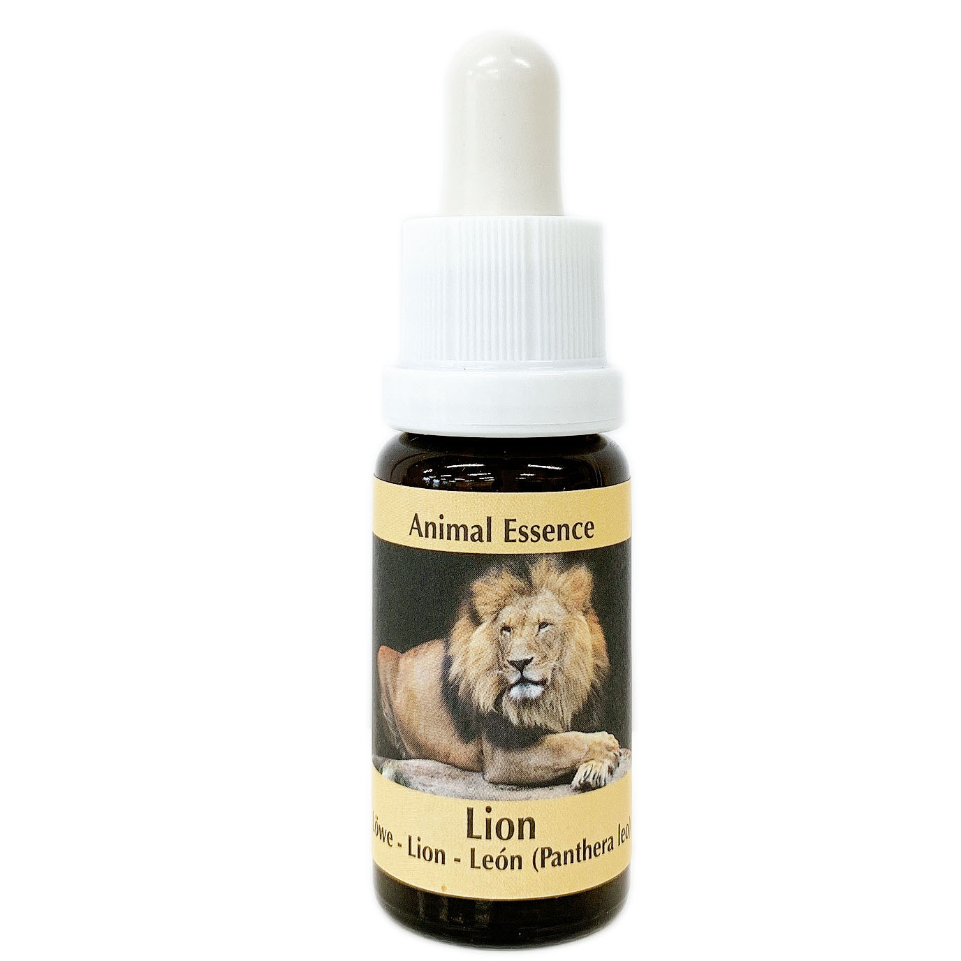 ライオン[Lion]#6