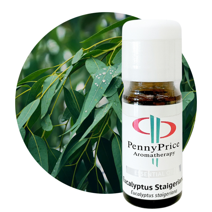 ユーカリ シュタイゲリアナ[Eucalyptus Staigeriana]