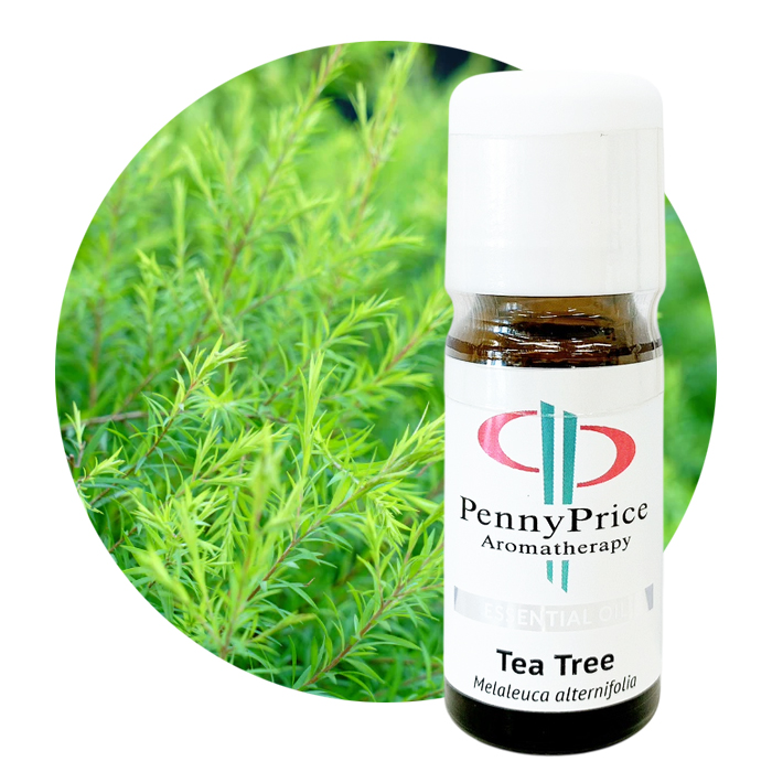 ティートリー[Tea Tree]